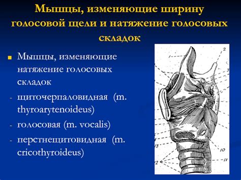  Возможности лечения паралича голосовых складок и гортани без хирургического вмешательства 