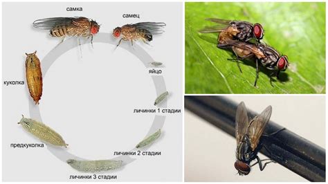  Жизненный путь мух: от стадии яйца до зрелого насекомого 