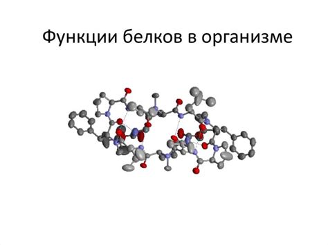  Значение и роль белков в организме человека