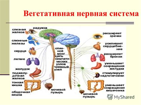  Нервная система и передача информации при воздействии на шишку дрожания
