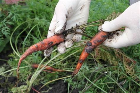  Основные меры по борьбе с заболеваниями и вредителями при повторной культивации моркови 