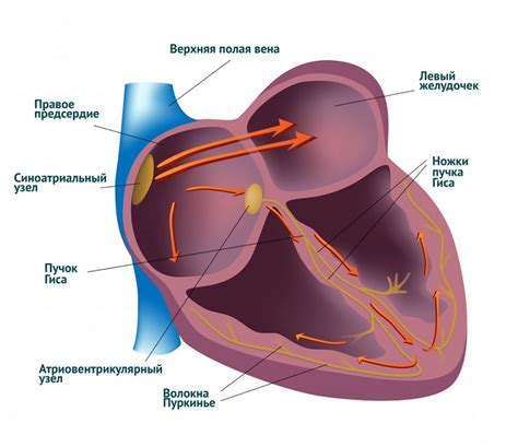  Патологические причины учащенного сердечного ритма 