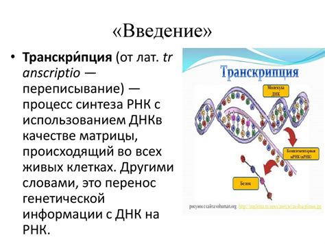  Первый этап синтеза белков: транскрипция вирусной РНК 