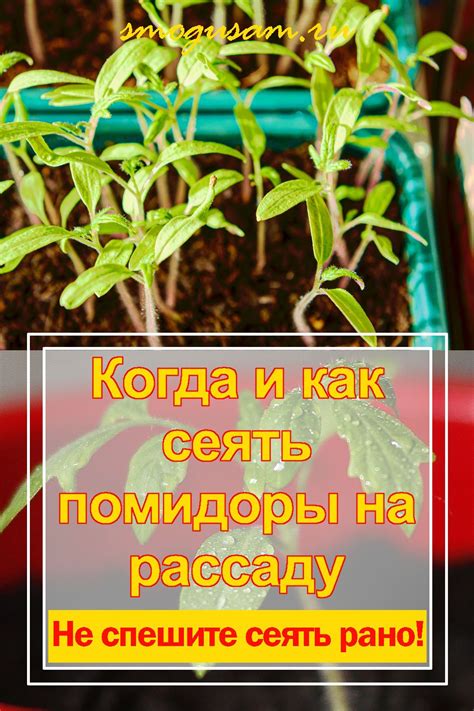  Подготовка саженцов к посадке: необходимые шаги и подсказки