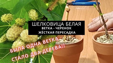  Посев или посадка шелковицы на стволе: секреты успешного выращивания 