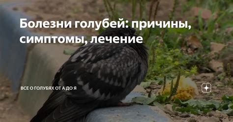  Причины поведения голубей 