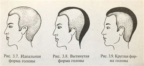  Различия в строении головы и клюва 