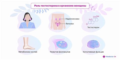  Роли тестостерона и эстрогенов в функционировании мужского организма 