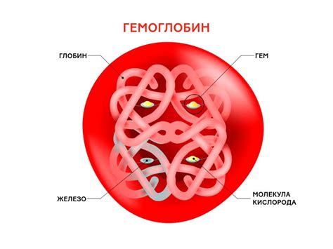  Роль гемоглобина в организме: основные моменты 