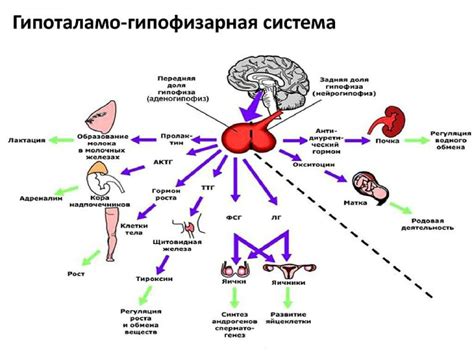  Роль и влияние ядра на механизмы наследования в организме растений 